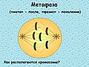 Деление клетки 6 класс