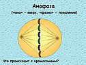 Анафаза («ана» - вверх, «фазис» - появление)