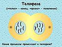 Телофаза («телос» - конец, «фазис» - появление)
