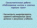 Самостоятельная работа: «Наблюдение митоза в клетках корешка лука»
