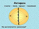 Метафаза («мета» - после, «фазис» - появление)
