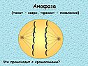 Анафаза («ана» - вверх, «фазис» - появление)