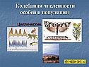 Колебания численности особей