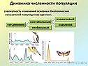 Динамика численности популяции