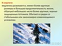 К-стратеги
