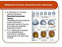 Эмбриологическое доказательство эволюции