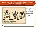 Общий план строения позвоноч-ных