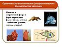 Сравнительно-анатомические (морфологические) доказательства эволюции