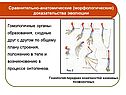 Сравнительно-анатомические (морфологические) доказательства эволюции
