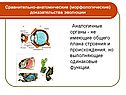Аналогичные органы - не имеющие общего плана строения и происхождения,