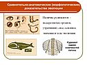 Сравнительно-анатомические (морфологические) доказательства эволюции