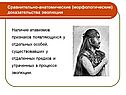Сравнительно-анатомические (морфологические) доказательства эволюции
