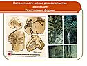 Доказательства эволюции органического мира