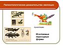 Палеонтологические доказательства эволюции