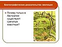 Почему только в Австралии существуют сумчатые животные