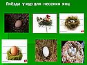Гнёзда у кур для несения яиц