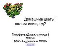 Домашние цветы