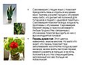 Домашние цветы