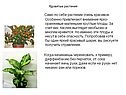 Растение