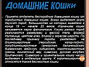Домашние кошки