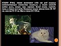 КОШКИ (Felis), также включают себя как род хищных млекопитающих