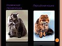Норвежская лесная кошка