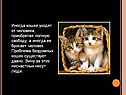 Иногда кошки уходят от человека, приобретая полную свободу, а иногда