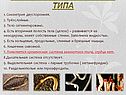 Общая характеристика типа