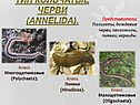 Тип Кольчатые черви