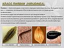 Дождевые черви - животные