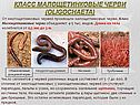 Класс Малощетинковые черви