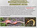 Представитель малощетинковых