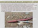 Кожно-мускульный мешок