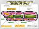 Строение головной части