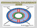Вторичная полость тела