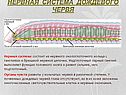 Нервная система