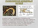 Размножение