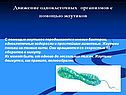 Движение одноклеточных организмов с помощью жгутиков