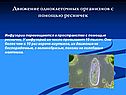 Движение одноклеточных организмов с помощью ресничек