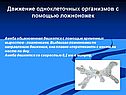 Движение одноклеточных организмов с помощью ложноножек