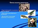 Типы скелета животных