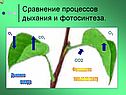 Дыхание растений 6 класс