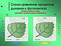 Схема сравнение процессов дыхания и фотосинтеза