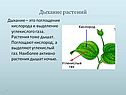 Дыхание растений