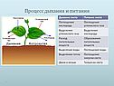 Дыхание растений биология