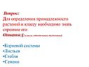 Строение