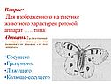 Ротовой аппарат