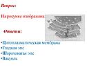 Цитоплазматическая мембрана