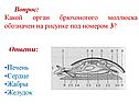Орган брюхоногого моллюска