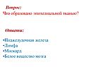 Поджелудочная железа
